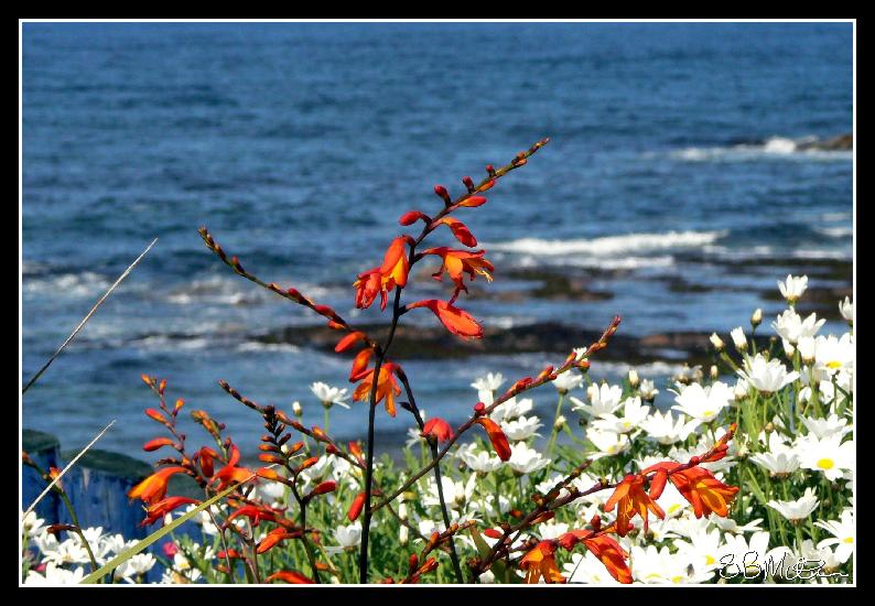 Beach Beauty: Photograph by Steve Milner